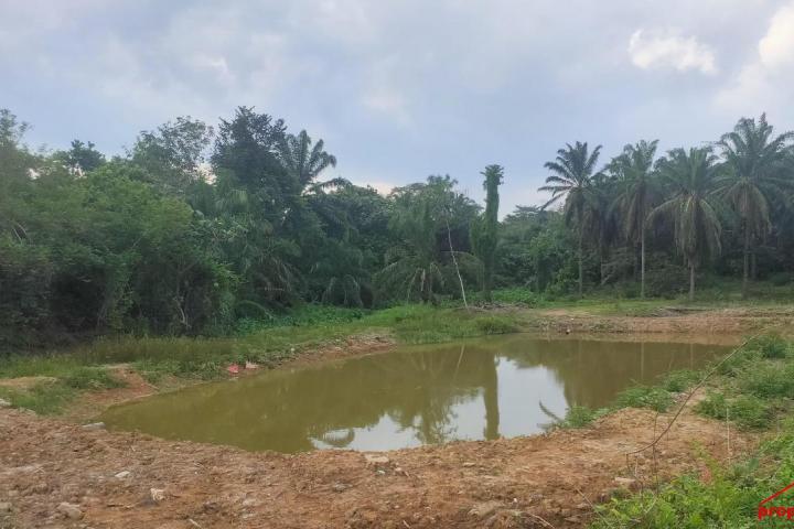 Premium Agricultural Land for Sale or Rent in Pedas, Rembau Negeri Sembilan